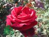 Rose Mr Lincoln