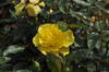 Rose Friesia
