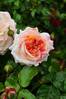 Роза "Десингер Сансет" (Rose Designer Sunset)