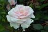 Роза "Вайтэ Шейд ов Пэйл" (Rose Whiter Shade Of Pale) 