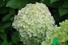 Гортензия метельчатая "Лаймлайт" (Hydrangea paniculata Limelight)