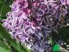 Syringa vulgaris Sensation