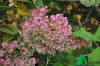 Гортензия метельчатая "Грандифлора" (Hydrangea paniculata Grandiflora)