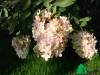 Гортензия метельчатая "Грандифлора" (Hydrangea paniculata Grandiflora)