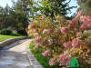 Гортензия метельчатая "Грандифлора" (Hydrangea paniculata Grandiflora)