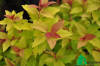 Спирея японская "Голдфлайм" (Spiraea japonica Goldflame)