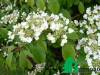 Калина складчатая "St Keverne" (Viburnum plicatum St. Keverne)