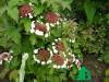 Калина Саржента "Онондага" (Viburnum sargentii Onondaga)