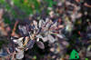 Барбарис оттавский "Суперба " (Berberis ottawensis Superba)