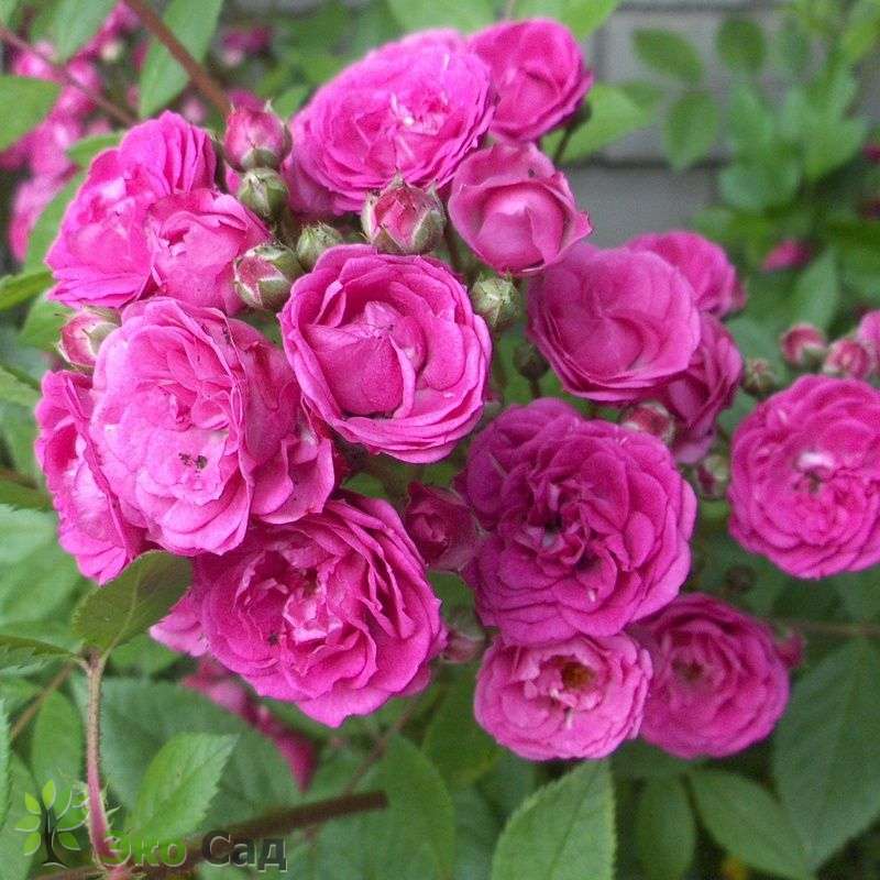 Роза Динки (Rosa Dinky) - Розы мускусный гибрид - Розы - Каталог -  Eko-sad.ru