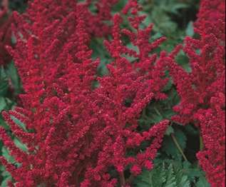 Астильба Арендса "Бургунди Ред" (Astilbe Arendsii 'Burgundy Red')