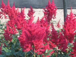 Астильба Арендса "Этна" (Astilbe arendsii Etna)