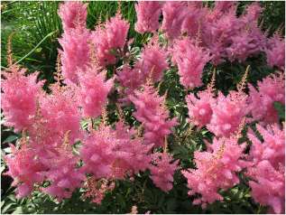 Астильба Арендса "Глория Пурпурея" (Astilbe arendsii Gloria Purpurea)