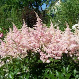 Астильба японская "Европа" (Astilbe japonica Europa)