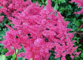 Астильба японская "Везувий" (Astilbe japonica Vesuvius)