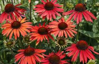Эхинацея пурпурная "Хот Саммер" (Echinacea purpurea Hot Summer)