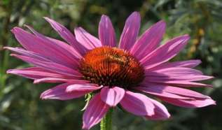 Эхинацея пурпурная "Магнус" (Echinacea purpurea 'Magnus')