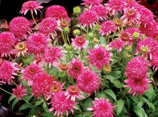 Эхинацея пурпурная "Разматаз" (Echinacea purpurea "Razzmatazz")