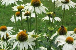 Эхинацея пурпурная "Белый лебедь" (Echinacea purpurea "White swan")