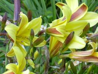 Лилейник гибридный "Лемон Беллз" (Hemerocallis hybrida 'Lemon Bells') 