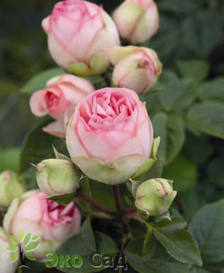 Роза "Чарминг Пиано" (Rose "Charming  Piano")