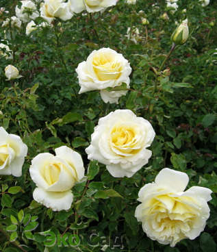 Роза "Элина" (Rose Elina)