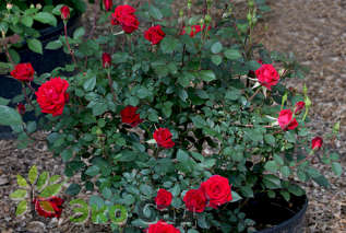 Роза "Миниатюр Ред" (Rosa miniature 'Red')
