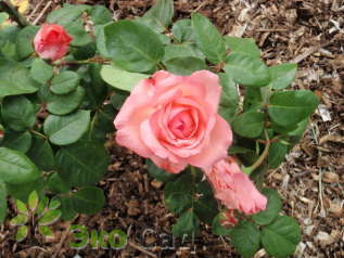 Роза "Пинк Пантер" Rose 'Pink Panther' (Aachener Dom, Panthere Rose)