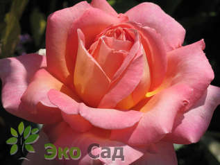 Роза "Чикаго Пис"  (Rosa 'Chicago Peace')