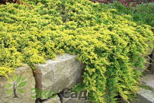 Можжевельник горизонтальный "Голден Карпет" (Juniperus horizontalis 'Golden Carpet')
