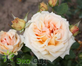 Роза "Таити" (Rose Thaiti) 