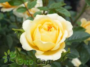 Роза "Свит Меморис" (Rose 'Sweet Memories') 