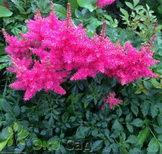 Астильба Арендса "Драм энд Бэйс" (Astilbe arendsii ’Drum and Bass’)