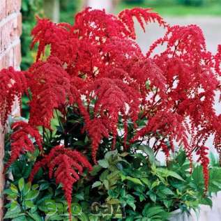 Астильба Арендса "Ред Чарм" (Astilbe arendsii ’Red Charm’)
