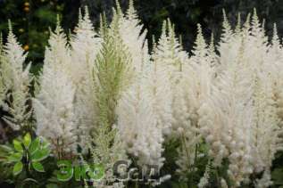 Астильба китайская  "Даймондз энд Перлз" (Astilbe chinensis ’Diamonds and Pearls’)