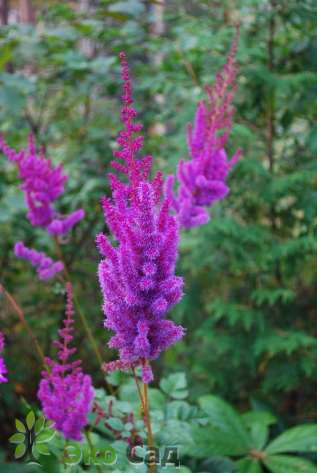 Астильба китайская "Пурпурланце" (Astilbe crispa ’Purpurlanze’)