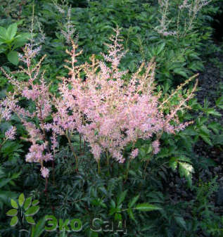 Астильба простолистная "Хенни Граафланд" (Astilbe x simplicifolia 'Hennie Graafland')