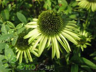 Эхинацея пурпурная "Грин Джуэл" (Echinacea purpurea "Green Jewel") 