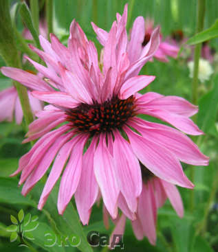 Эхинацея пурпурная "Дабл-Декер" (Echinacea purpurea "Double-Decker")