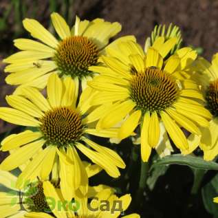 Эхинацея пурпурная "Клеопатра" (Echinacea purpurea "Cleopatra")