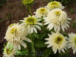 Эхинацея пурпурная "Меренга" (Echinacea purpurea "Meringue")