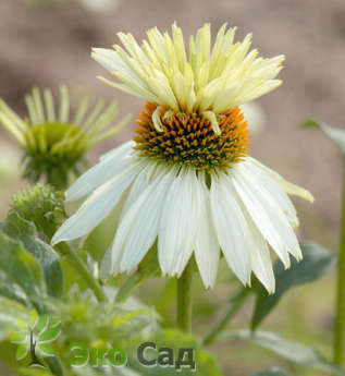 Эхинацея пурпурная "Маунт Худ" (Echinacea purpurea "Mount Hood")