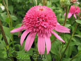 Эхинацея пурпурная "Пинк Дабл Делайт" (Echinacea purpurea "Pink Double Delight")