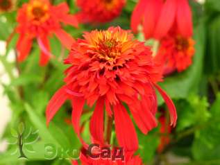 Эхинацея пурпурная "Хот Папайя" (Echinacea purpurea "Hot Papaya")