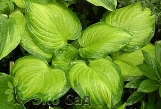 Хоста "Стэйнд Гласс" ( Hosta 'Stained Glass' )