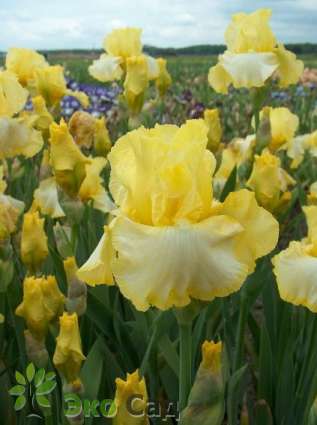 Ирис бородатый "Литл Мэри Саншайн" (Iris germanica 'Little Mary Sunshine')