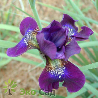 Ирис сибирский "Хаббард" (Iris sibirica 'Hubbard')