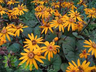 Бузульник зубчатый "Дездемона" (Ligularia dentata ‘Desdemona’)