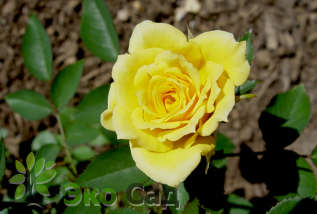 Роза "Миниатюр Еллоу" (Rosa 'Miniature Yellow')