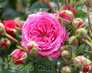 Роза "Пинк Бэбифлор" (Rose 'Pink Babyflor")
